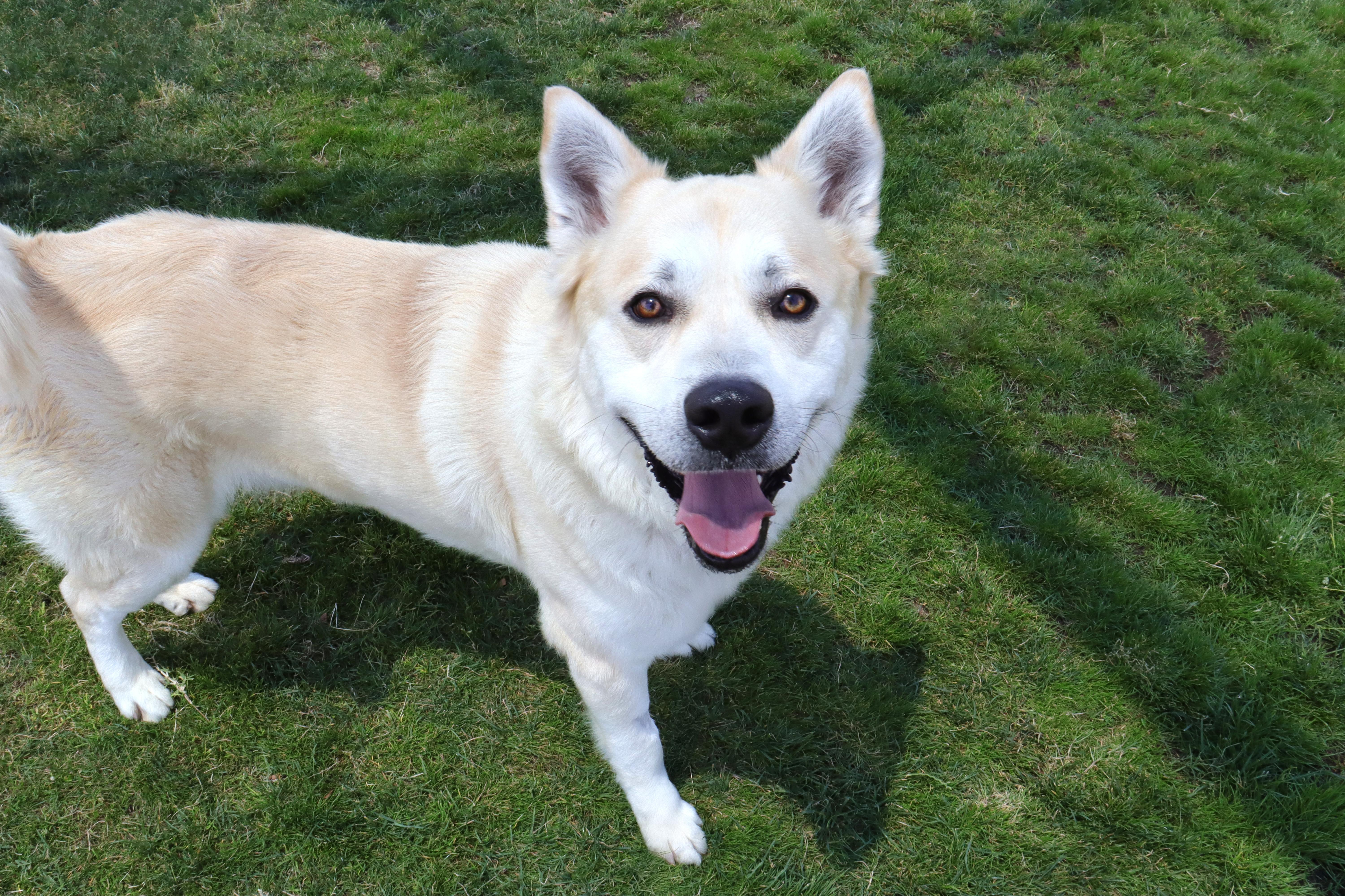 Lemonade, a Adoptable mixed breed in Clovis, CA image 4/5