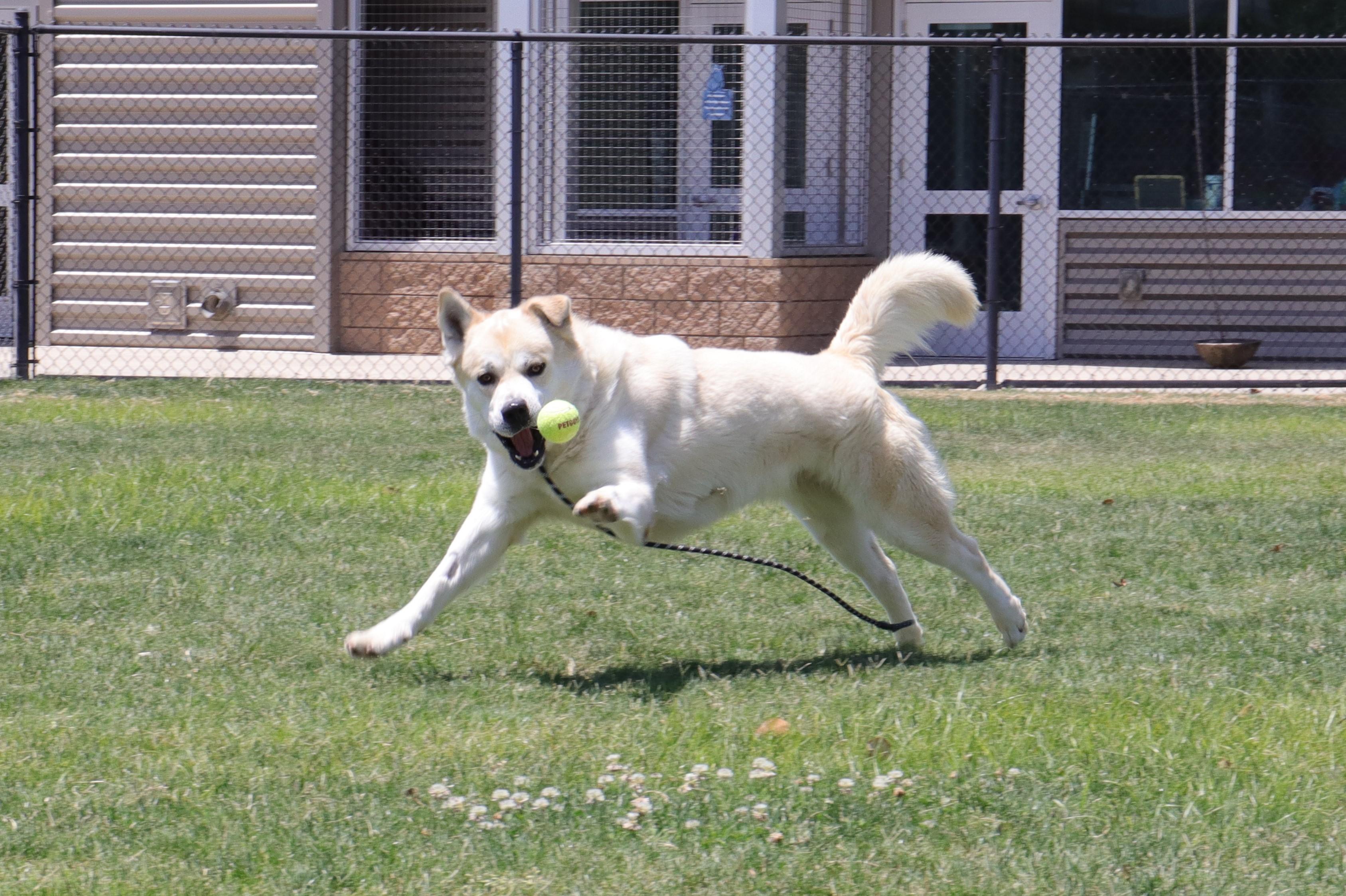 Lemonade, a Adoptable mixed breed in Clovis, CA image 5/5