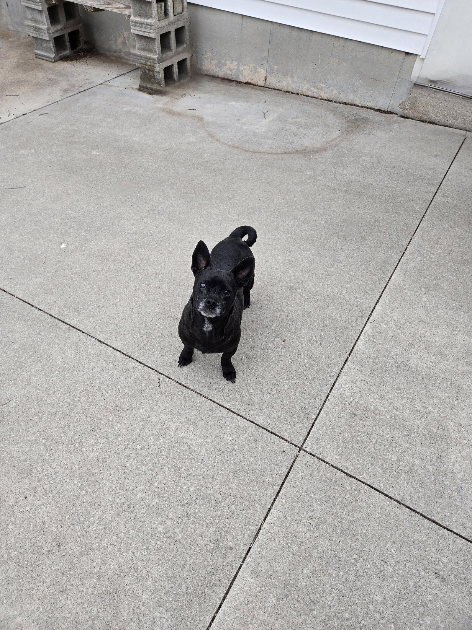 Grammy, Adopted, Adult Female Terrier.