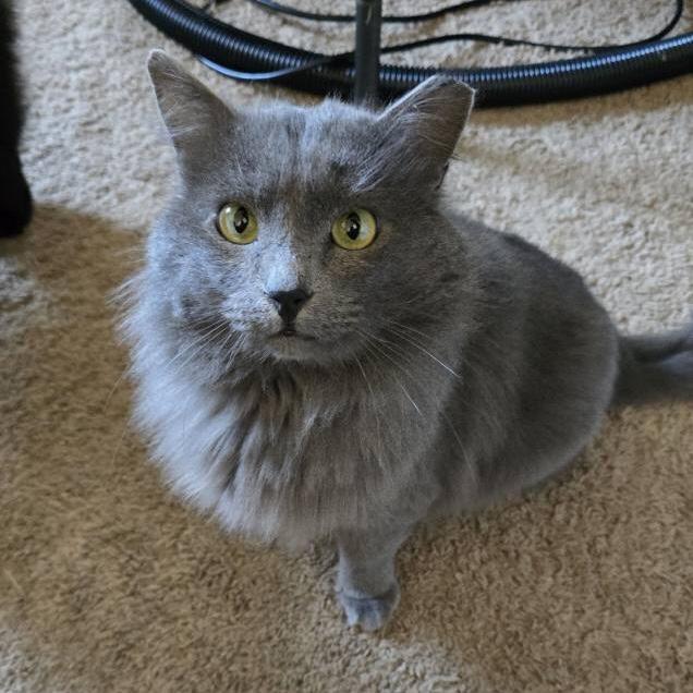 Enlarge Merlin & Shadow *Bonded Pair*, a Adoptable Domestic Long Hair in Puyallup, WA image 5/6