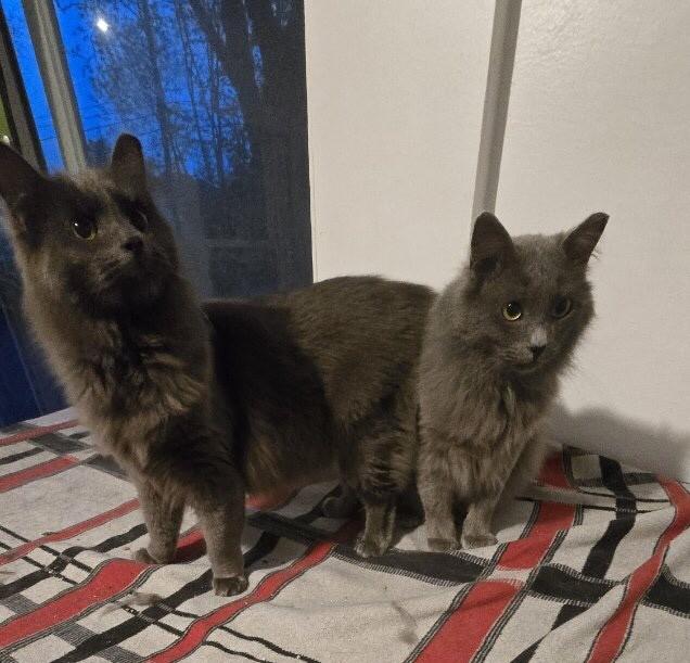 Enlarge Merlin & Shadow *Bonded Pair*, a Adoptable Domestic Long Hair in Puyallup, WA image 3/6