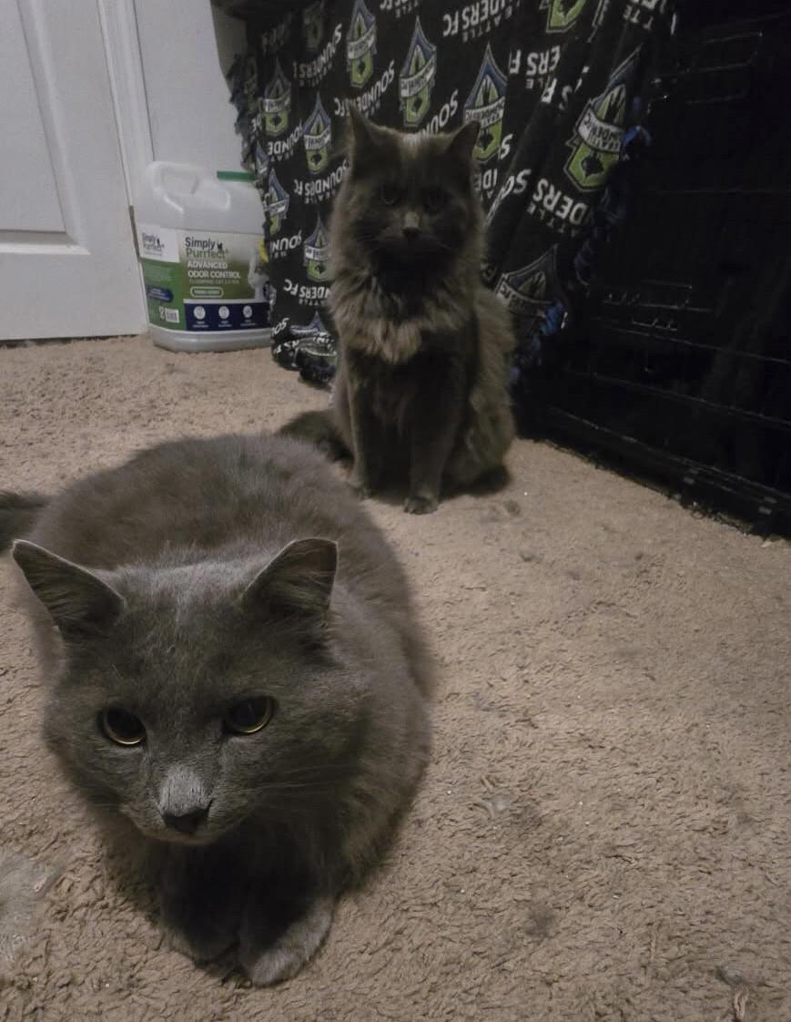 Enlarge Merlin & Shadow *Bonded Pair*, a Adoptable Domestic Long Hair in Puyallup, WA image 4/6