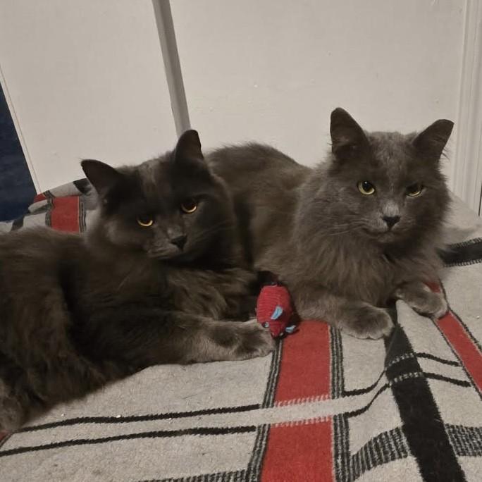 Enlarge Merlin & Shadow *Bonded Pair*, a Adoptable Domestic Long Hair in Puyallup, WA image 2/6