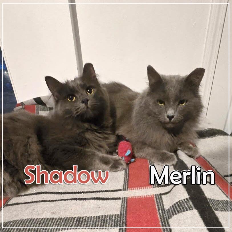 Merlin & Shadow *Bonded Pair*, adopted, Adult Male Domestic Long Hair.