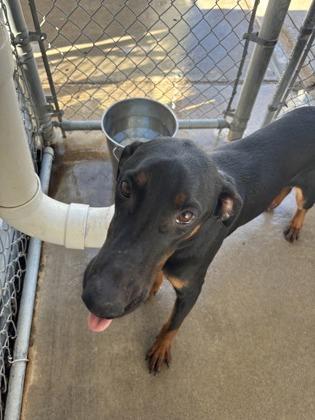 Mcdonald thumbnail 3