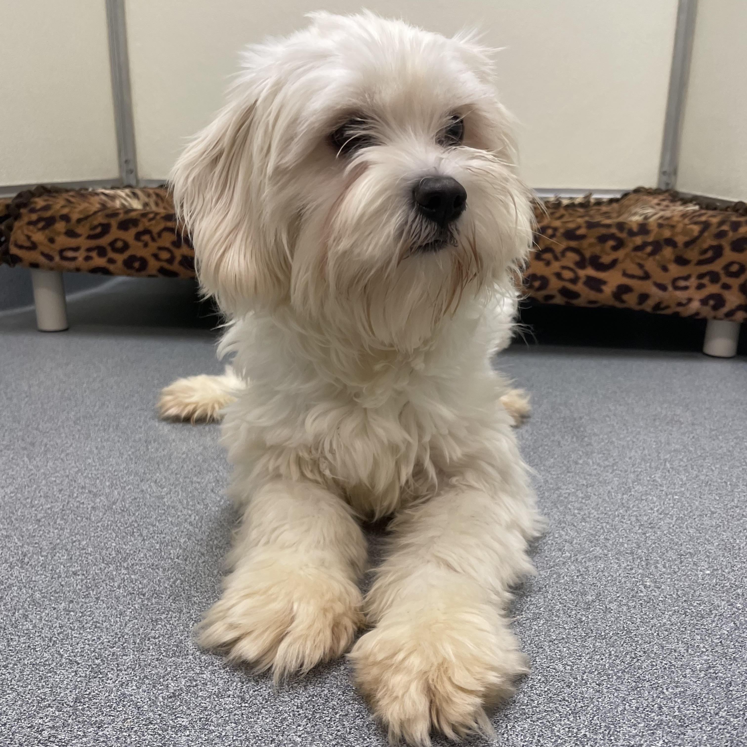 Willow, an adopted mixed breed in Greenbelt, MD image 2/4