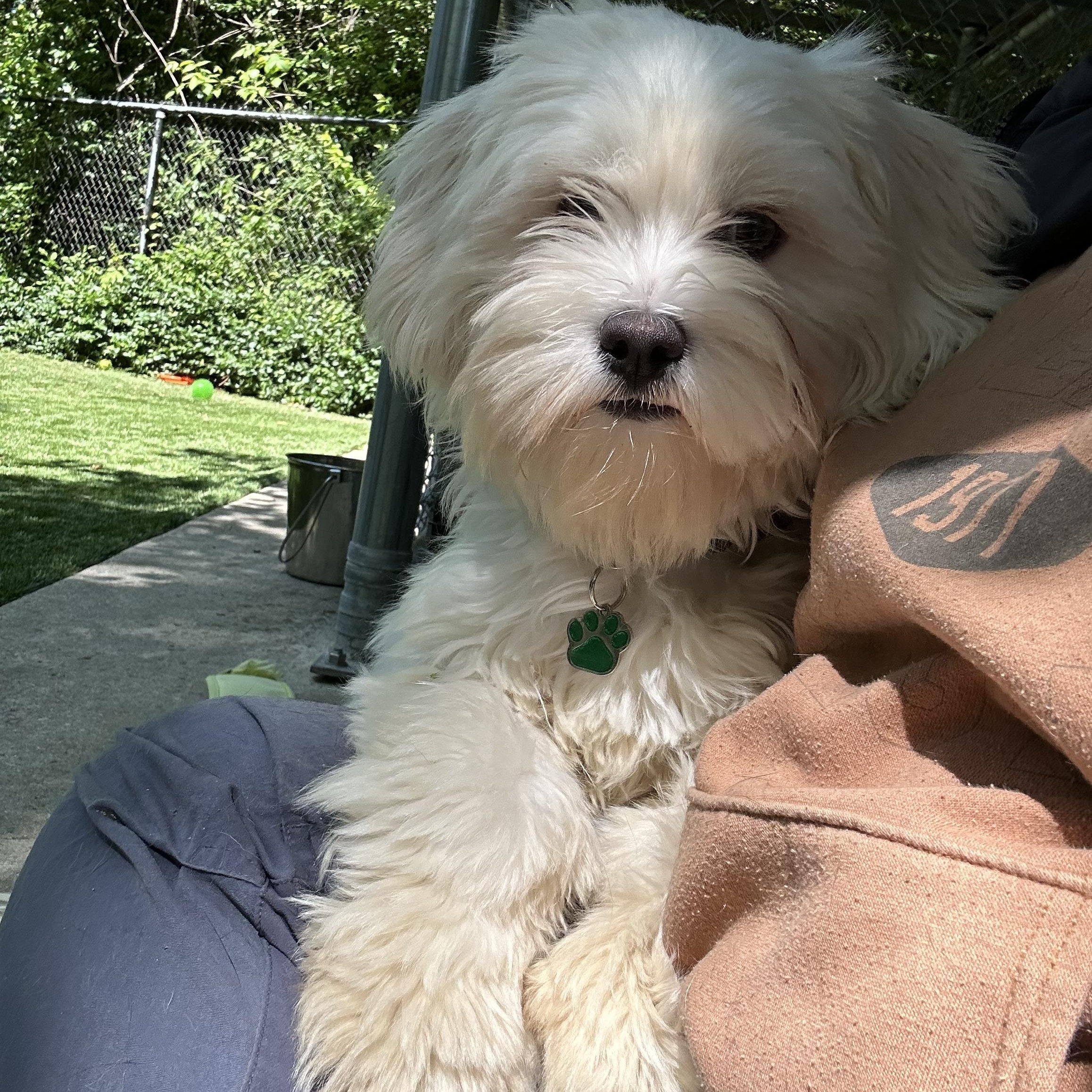 Willow, adopted, Young Female Havanese.