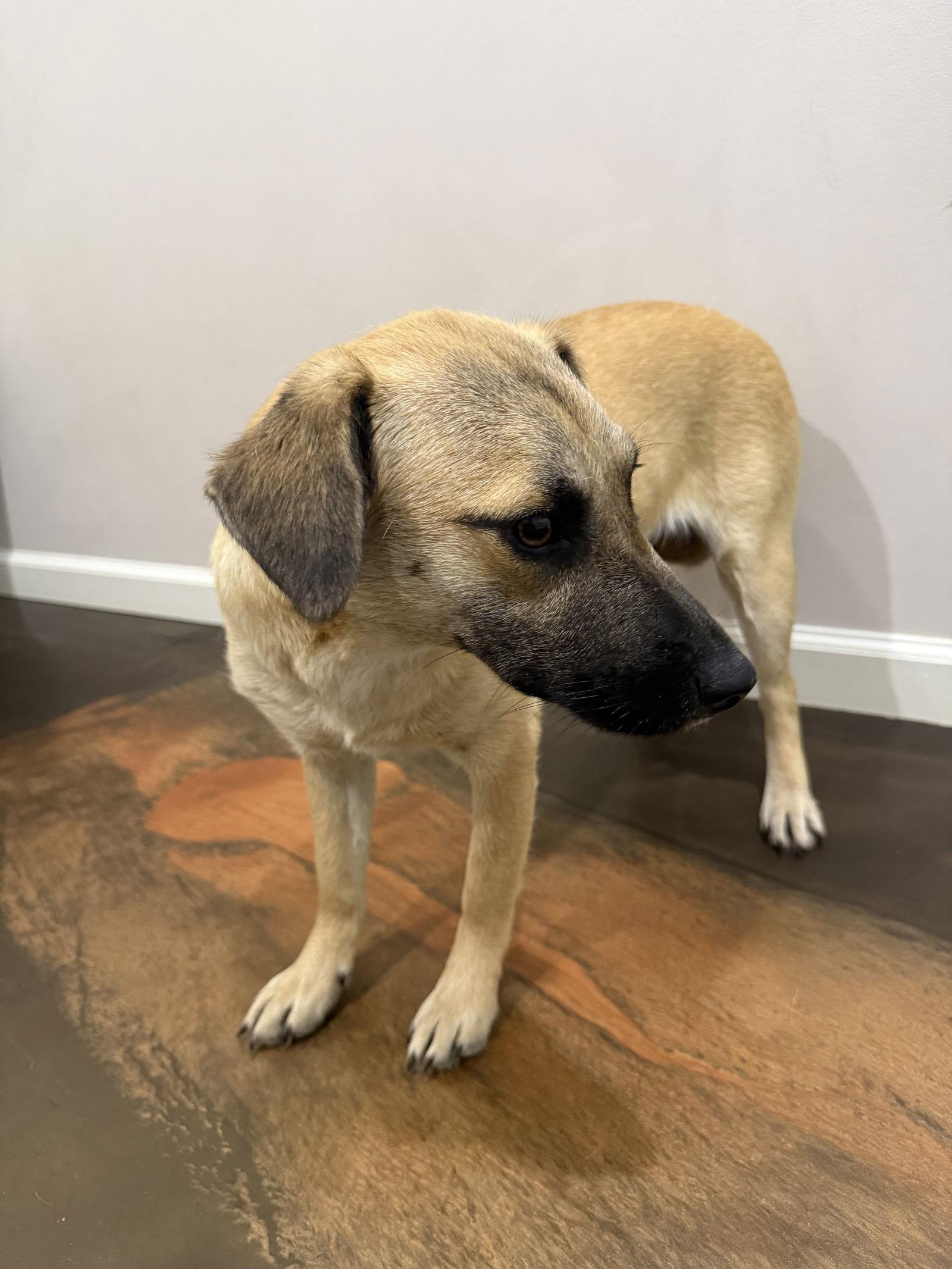 Cheddar, Adoptable, Young Female Fox Terrier.