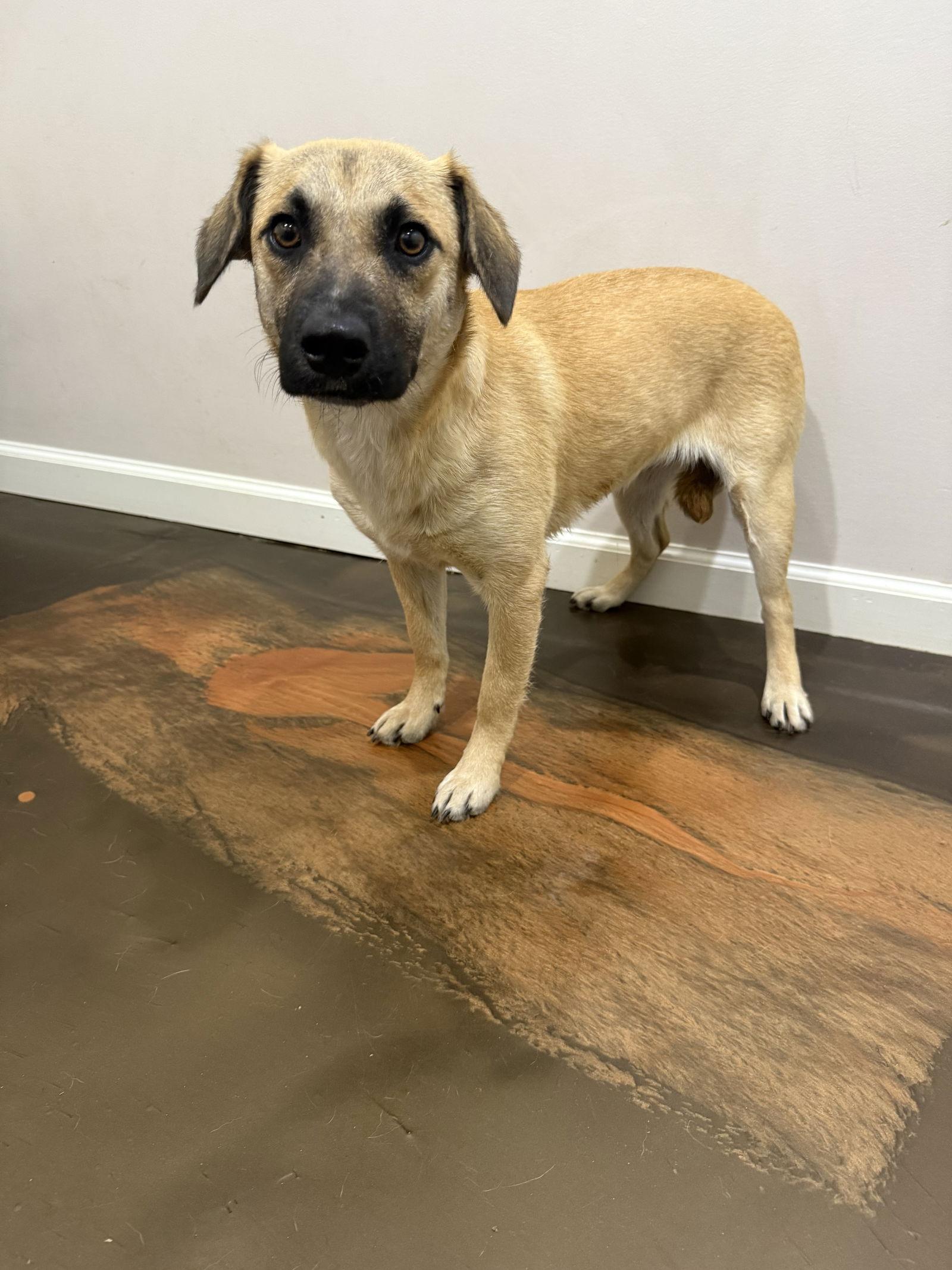 Enlarge Cheddar, a Adoptable Fox Terrier in Corning, AR image 2/3