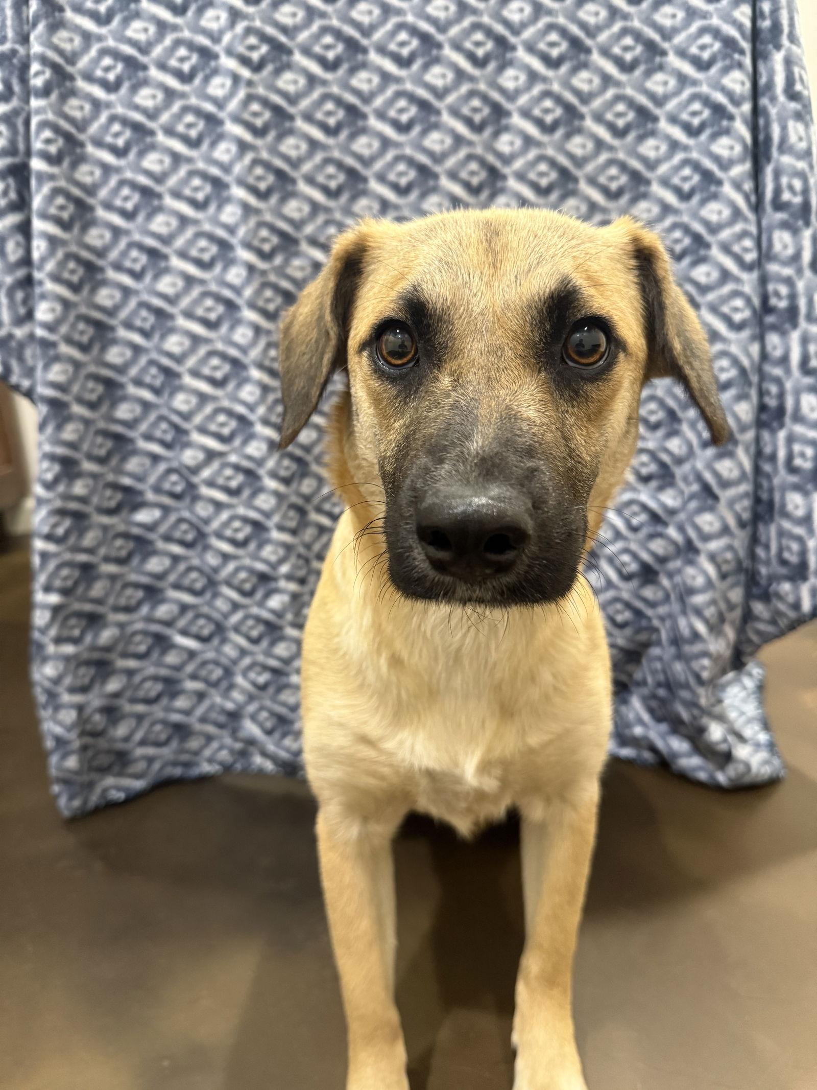 Enlarge Cheddar, a Adoptable Fox Terrier in Corning, AR image 3/3