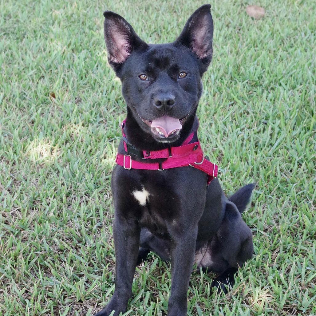 Swiper, a Adoptable Mixed Breed in Miami, FL image 1/6
