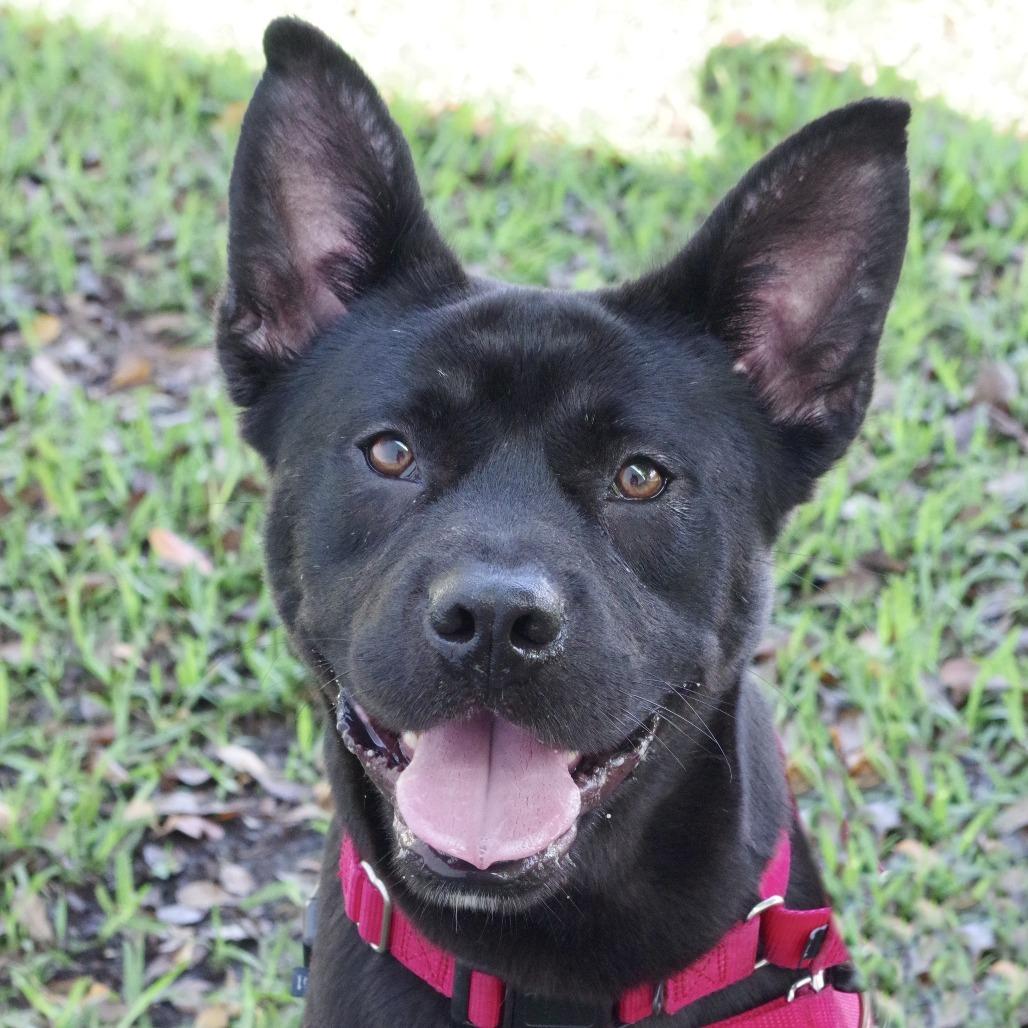 Swiper, a Adoptable Mixed Breed in Miami, FL image 2/6