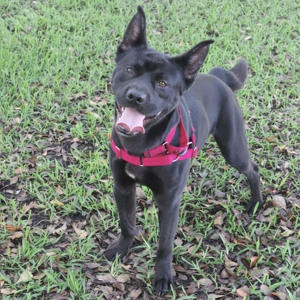 Swiper, a Adoptable Mixed Breed in Miami, FL image 3/6
