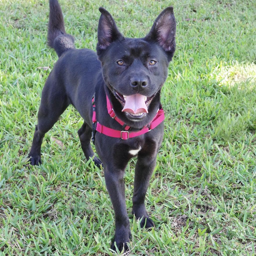 Swiper, a Adoptable Mixed Breed in Miami, FL image 4/6