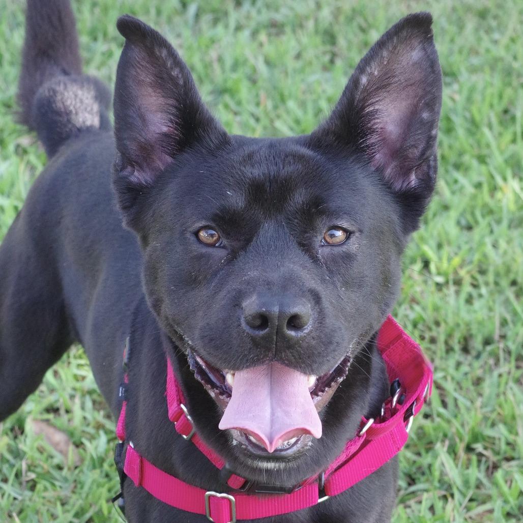 Swiper, a Adoptable Mixed Breed in Miami, FL image 5/6