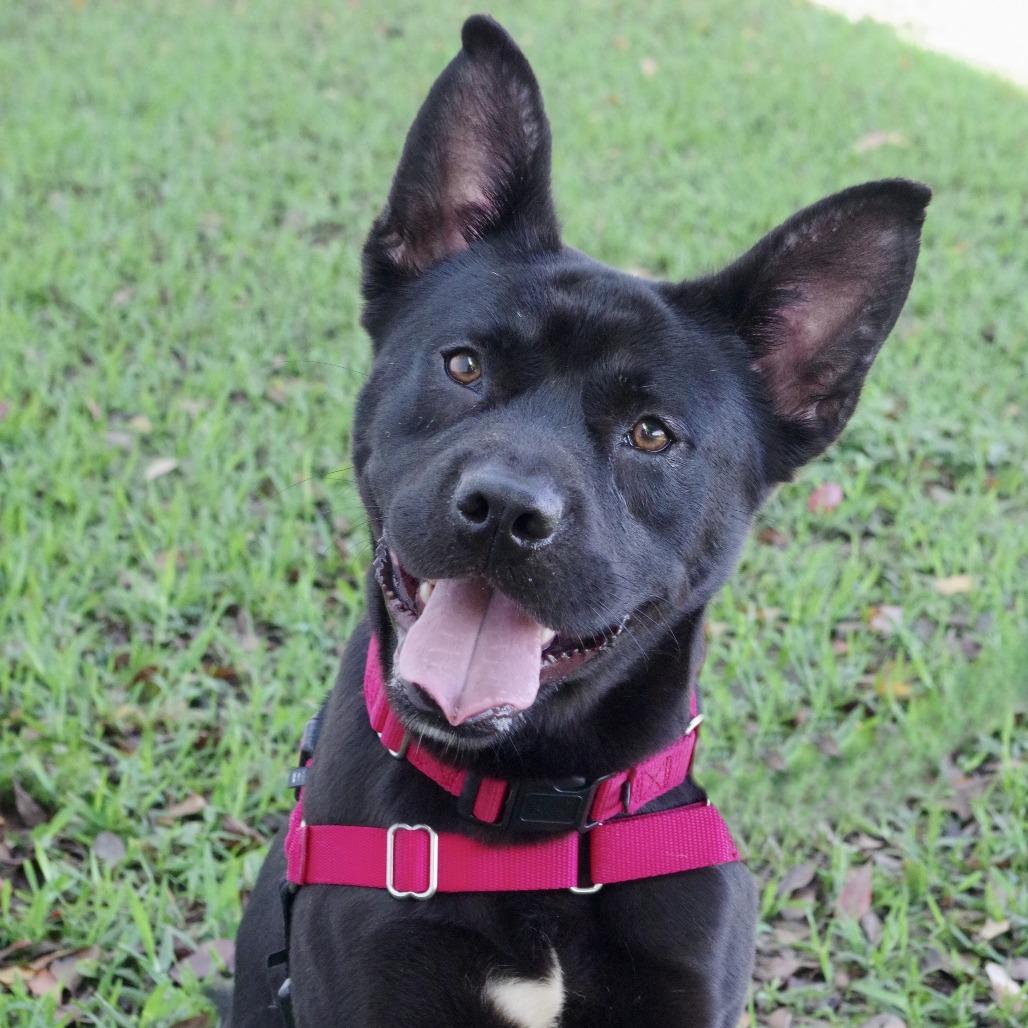 Swiper, a Adoptable Mixed Breed in Miami, FL image 6/6