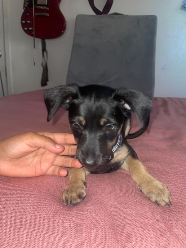 Enlarge Lulu, a Adopted mixed breed in Fullerton, CA image 1/6