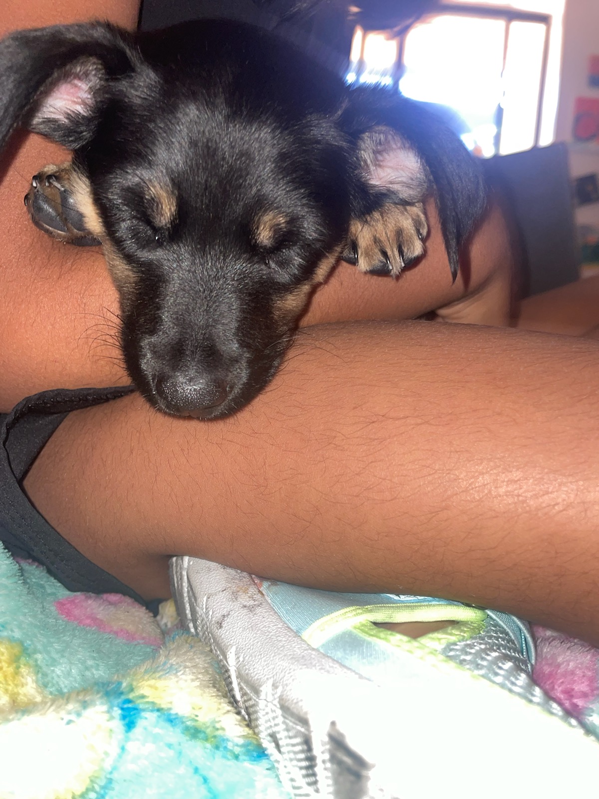 Enlarge Lulu, a Adopted mixed breed in Fullerton, CA image 2/6