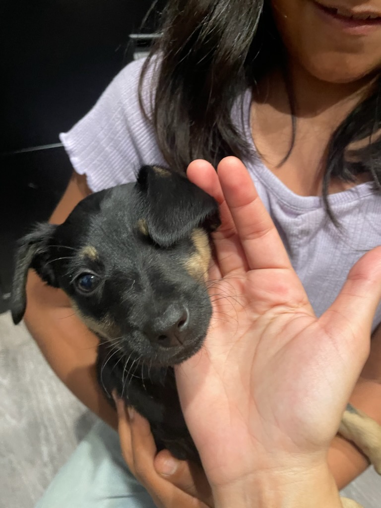 Enlarge Lulu, a Adopted mixed breed in Fullerton, CA image 3/6