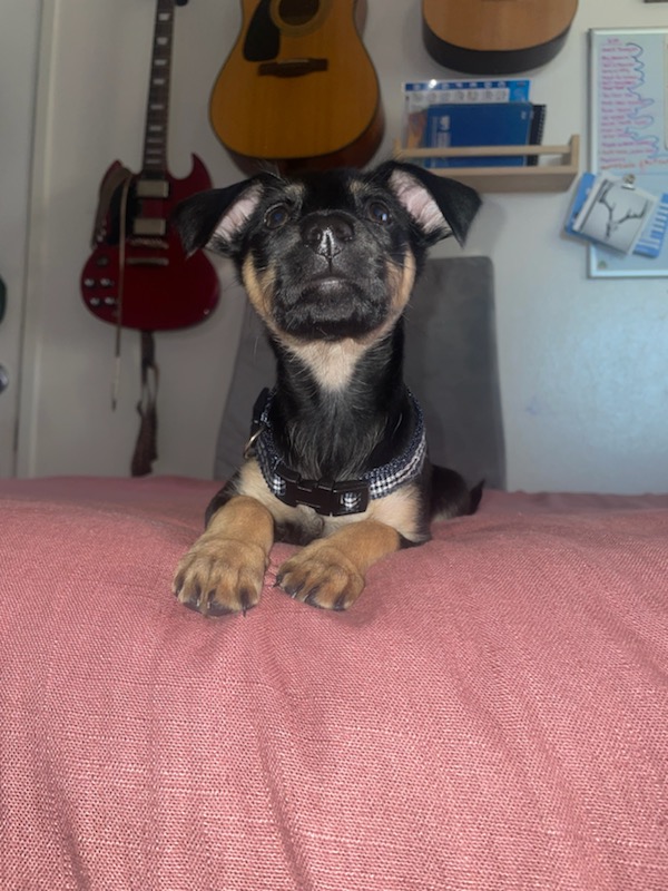 Enlarge Lulu, a Adopted mixed breed in Fullerton, CA image 5/6