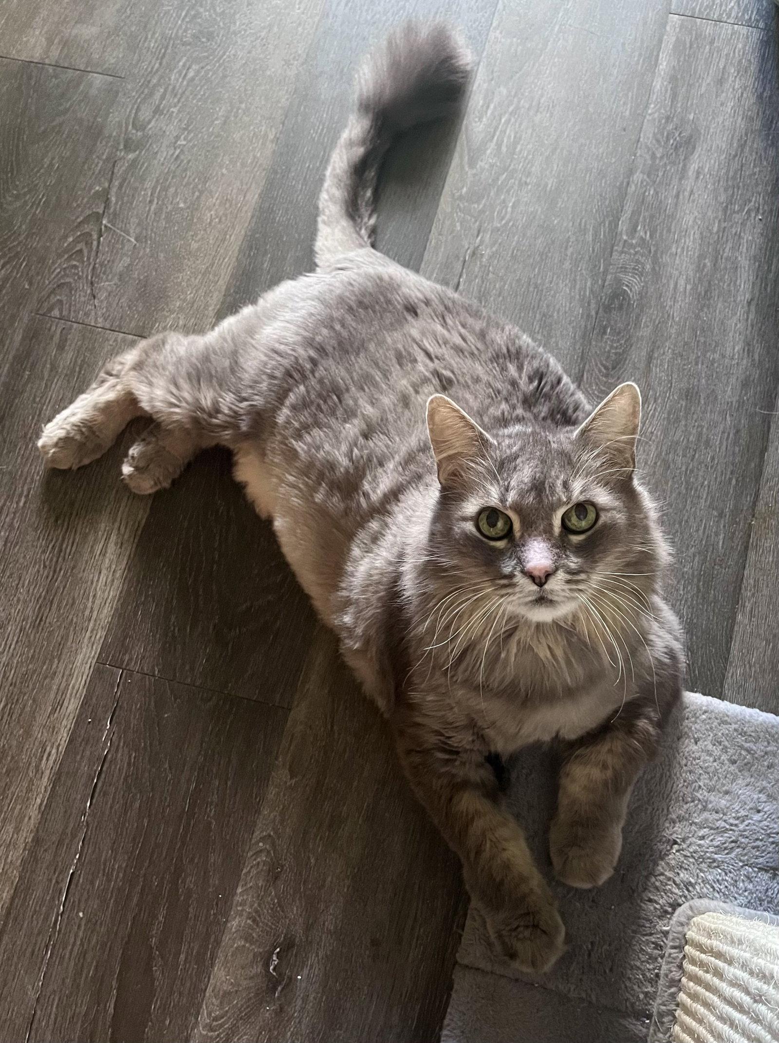 Kiwi, a Adopted mixed breed in West Palm Beach, FL image 1/3