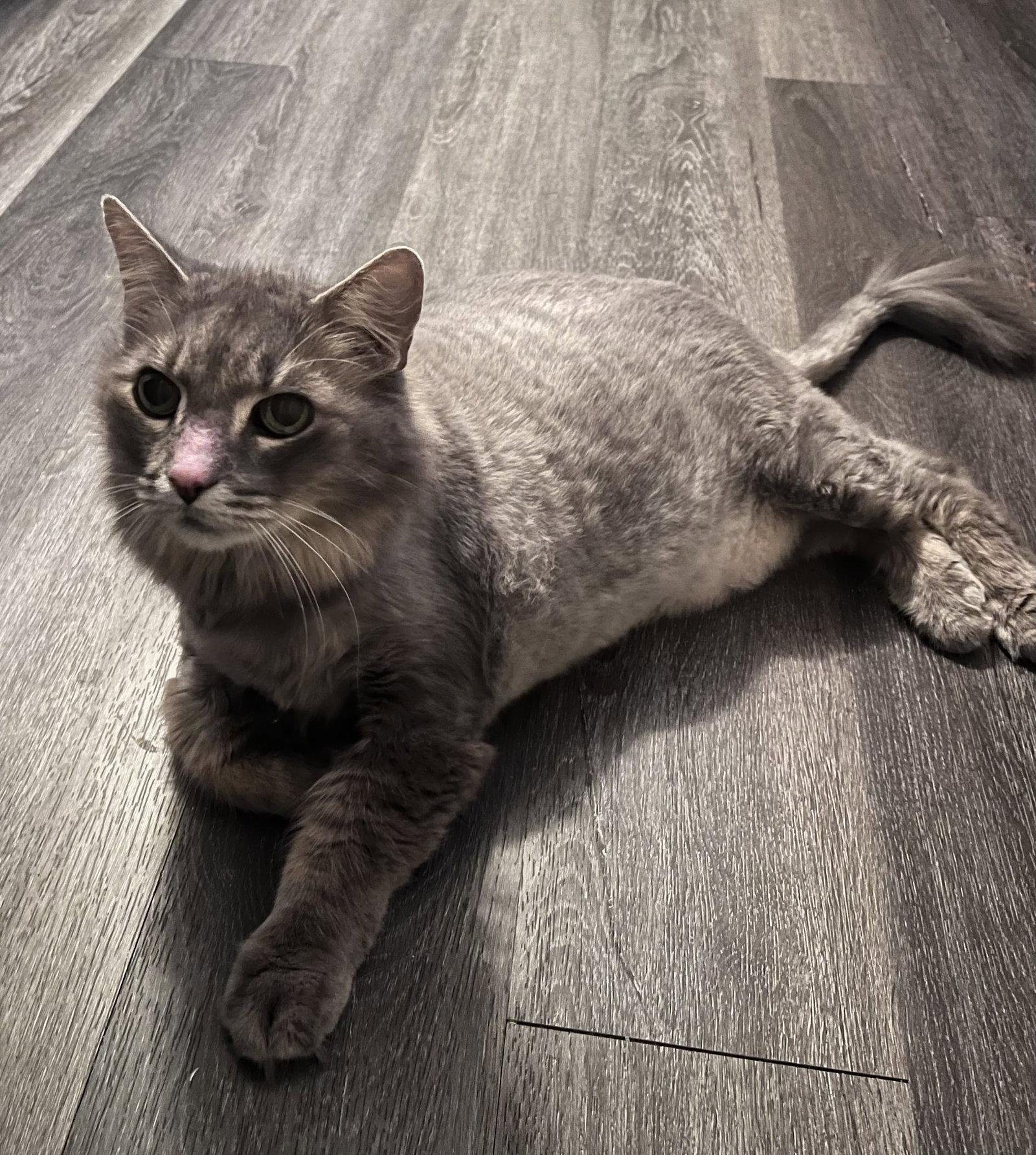 Kiwi, a Adopted mixed breed in West Palm Beach, FL image 2/3