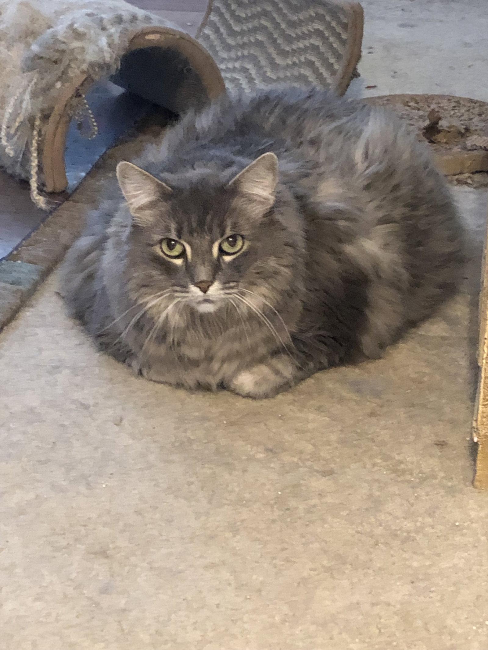 Kiwi, a Adopted mixed breed in West Palm Beach, FL image 3/3