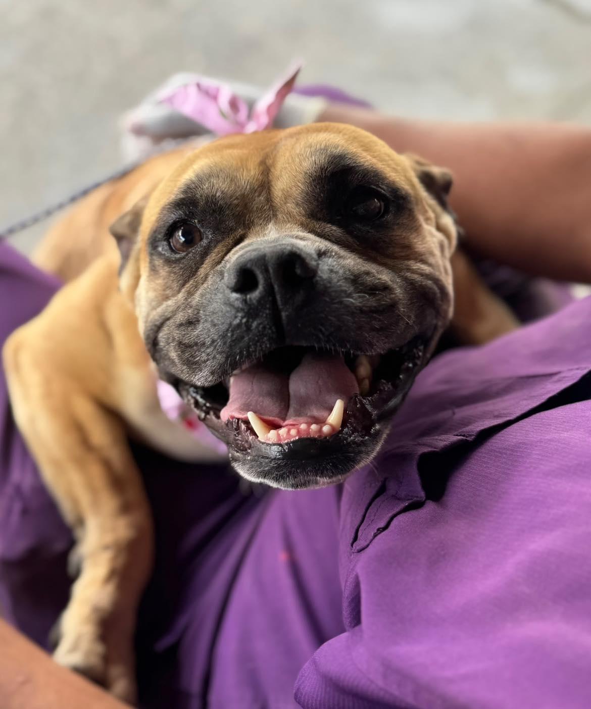 Enlarge Strudel, a ADOPTABLE mixed breed in Randleman, NC image 2/4