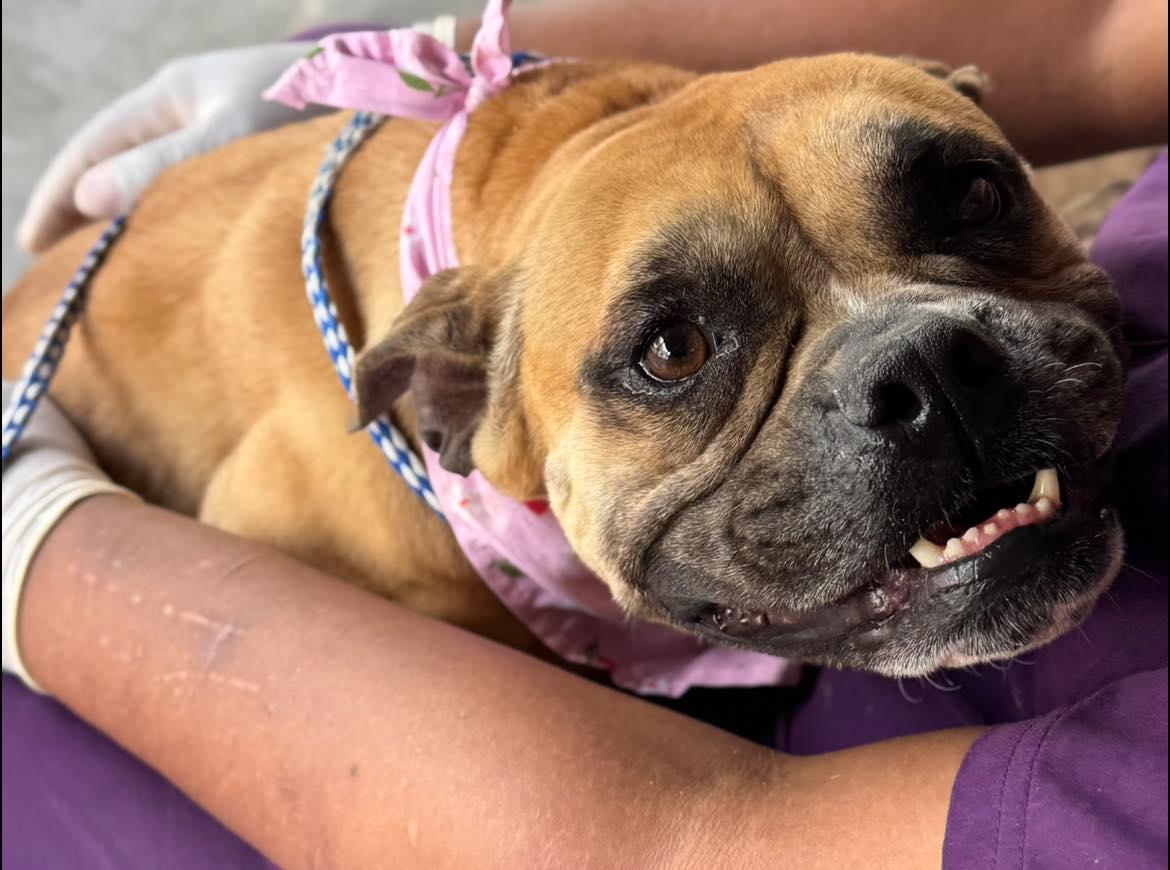 Strudel, ADOPTABLE, Adult Female American Bully.