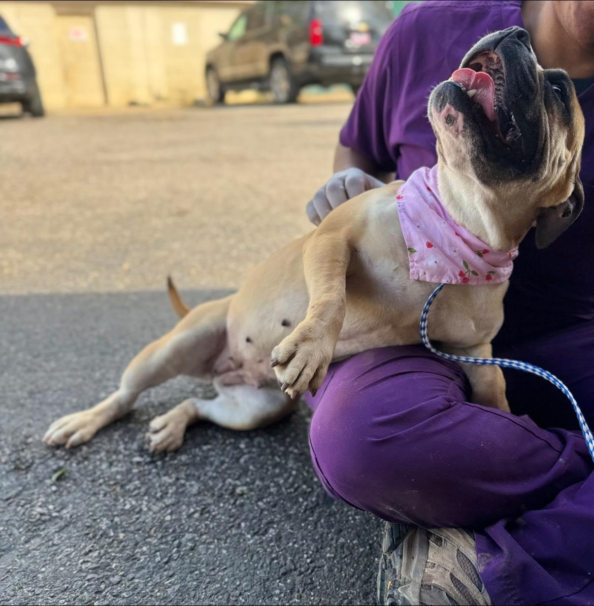 Enlarge Strudel, a ADOPTABLE mixed breed in Randleman, NC image 3/4