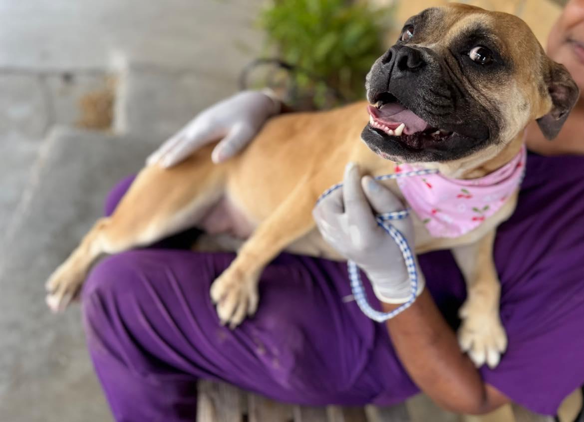 Enlarge Strudel, a ADOPTABLE mixed breed in Randleman, NC image 4/4