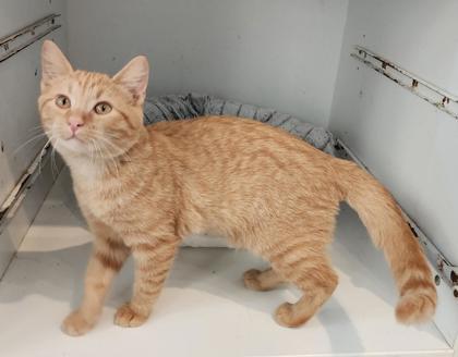 Enlarge David, a Adopted mixed breed in Fairfield, IA image 1/1