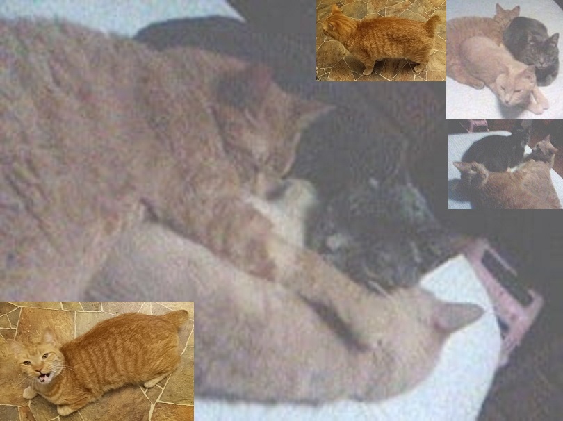 Enlarge Bobby, a Adoptable mixed breed in Cookeville, TN image 9/11