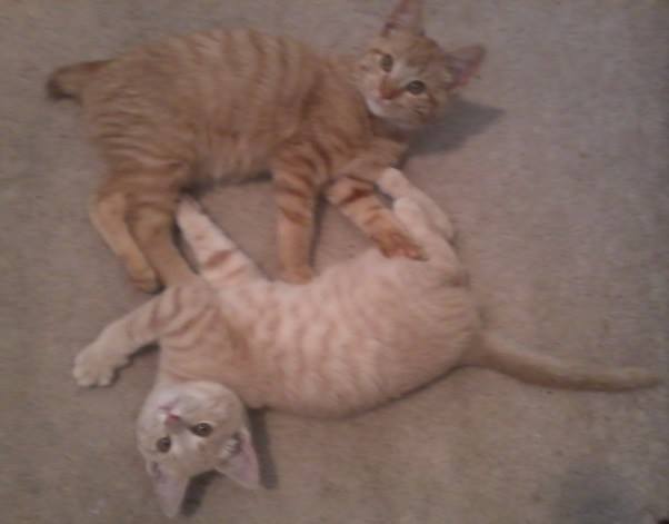 Enlarge Bobby, a Adoptable mixed breed in Cookeville, TN image 10/11