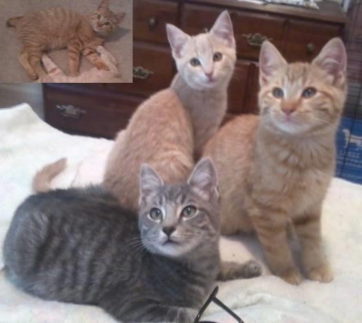 Enlarge Bobby, a Adoptable mixed breed in Cookeville, TN image 11/11