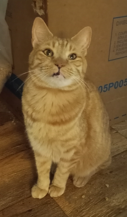 Bobby, a Adoptable mixed breed in Cookeville, TN image 1/11