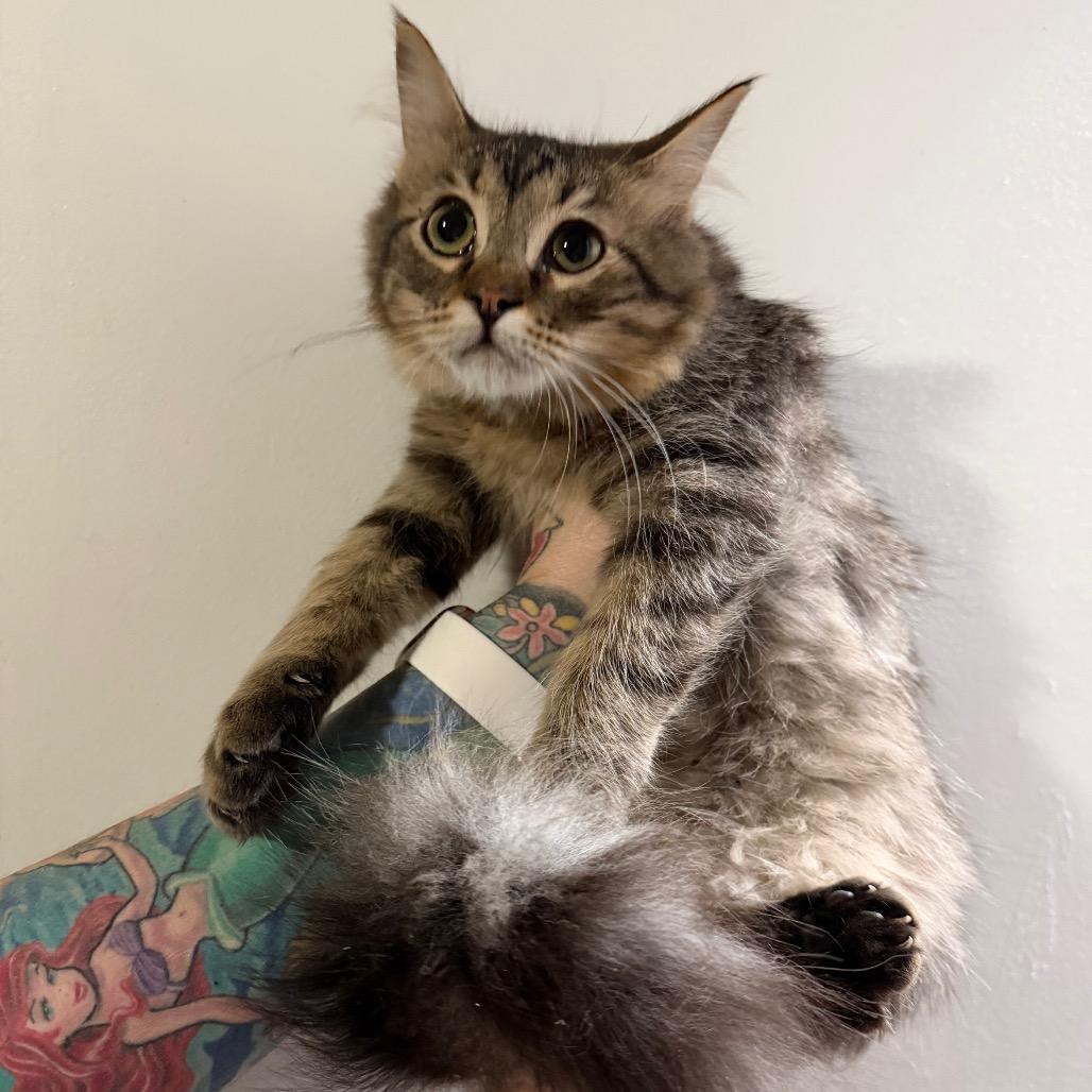 Enlarge Dylan, a Adoptable Domestic Long Hair in Miami, FL image 1/1