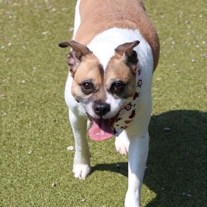 Rosie, an adopted Mixed Breed in Athens, GA image 3/3