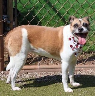 Rosie, an adopted Mixed Breed in Athens, GA image 2/3