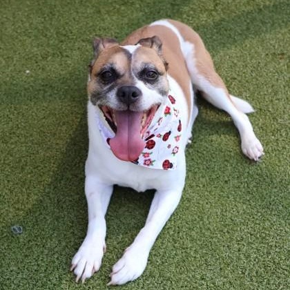 Rosie, an adopted Mixed Breed in Athens, GA image 1/3