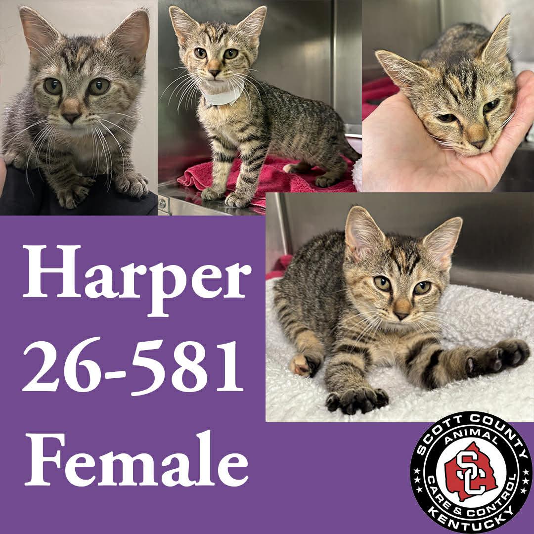 Harper, Adoptable, Young Female Domestic Short Hair.