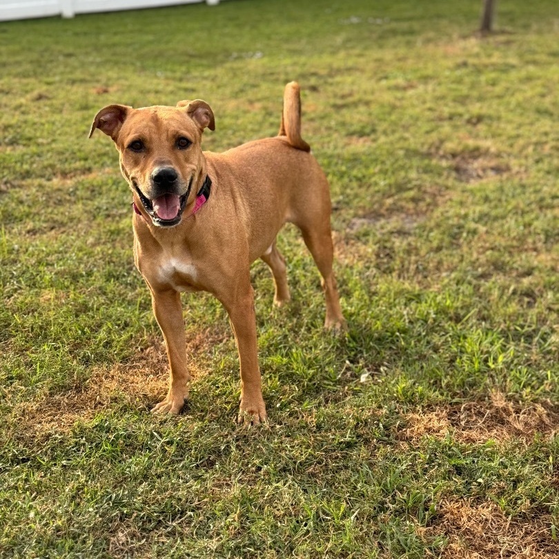 Tyson, Adoptable, Young Male Rhodesian Ridgeback.