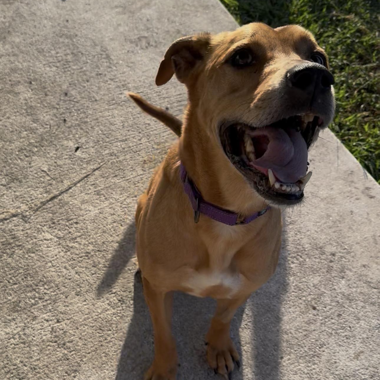 Tyson, Adoptable, Young Male Rhodesian Ridgeback.