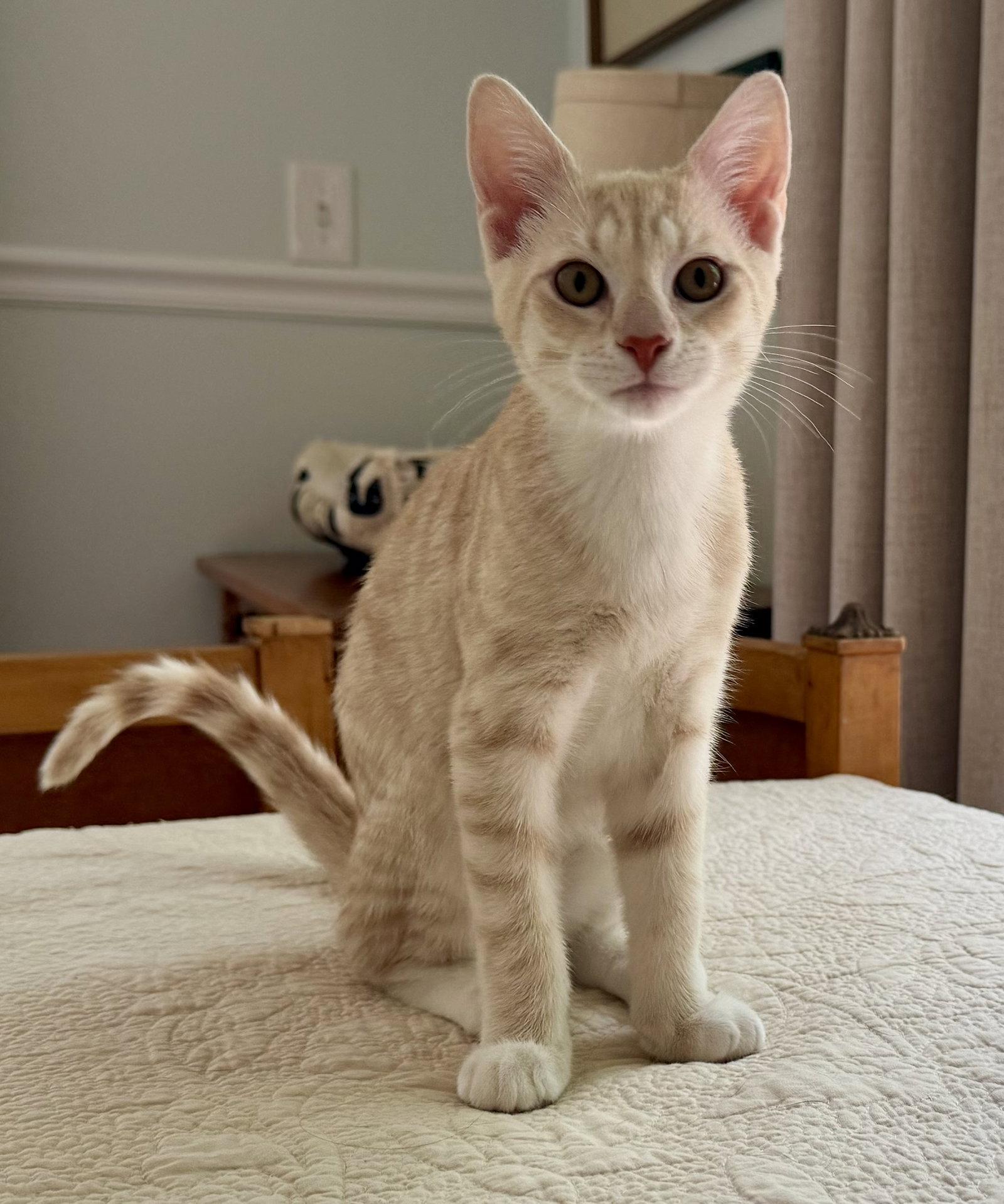 Jojo, a Adoptable Domestic Short Hair in Lutherville, MD image 2/3