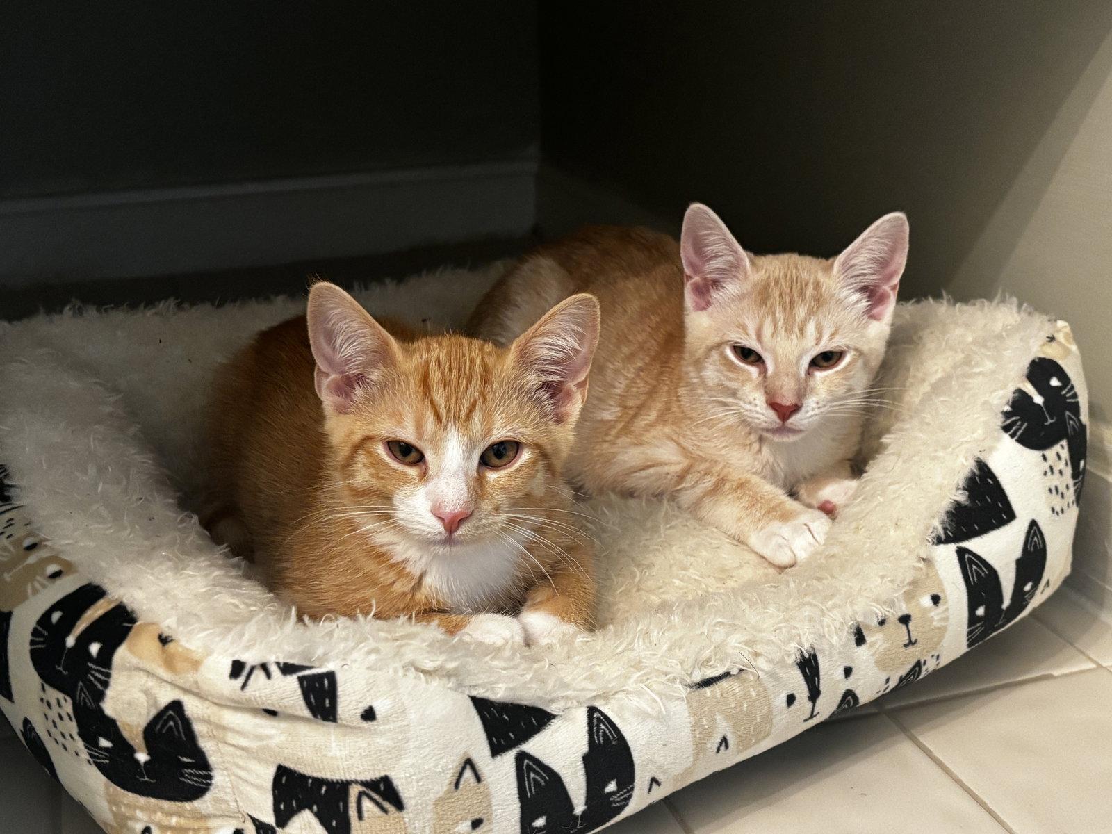 Jojo, a Adoptable Domestic Short Hair in Lutherville, MD image 3/3