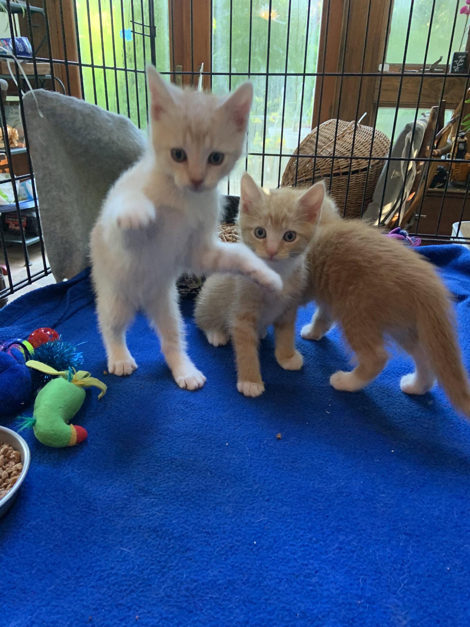 Enlarge Calvin, a Adoptable Domestic Short Hair in Lutherville, MD image 1/1