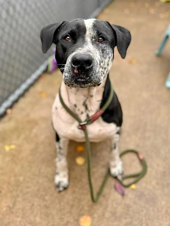 Solomon, Young Male Pit Bull Terrier