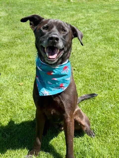 Atlas, ADOPTABLE, Senior Male Labrador Retriever.