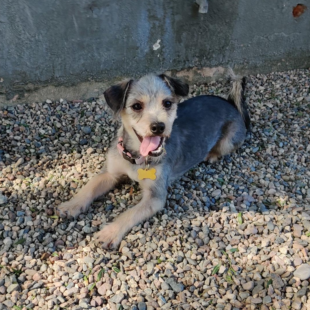 Enlarge GOTTI (adopt or foster), an adopted mixed breed in Pasadena, CA image 5/5