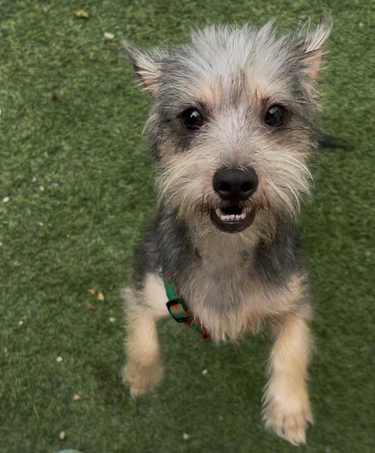 GOTTI (adopt or foster), adopted, Puppy Male Terrier.